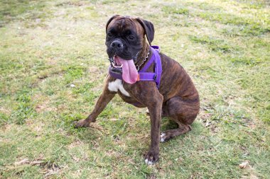 Evde beslenen hayvan hayvan; mutlu, gülümseme ve sevimli köpek