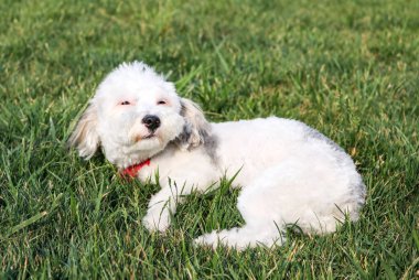 Evde beslenen hayvan hayvan; sevimli köpek bahçede