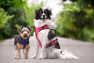 Evde beslenen hayvan hayvan; sevimli köpek bahçede
