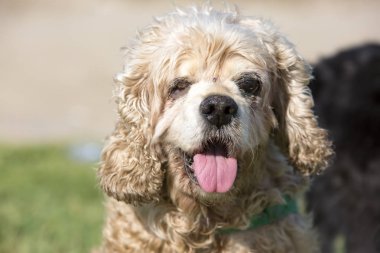 Evde beslenen hayvan hayvan; Sevimli, mutlu bir gülümseme arkadaş köpek