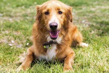 Evde beslenen hayvan hayvan; sevimli köpek bahçede