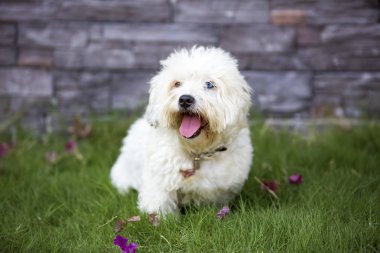 Evde beslenen hayvan hayvan; sevimli köpek bahçede