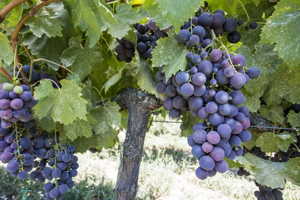 Viña Uvas Negras Turquía Izmir Kavacik Vineyard — Foto de Stock