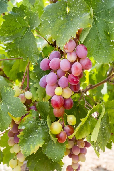 Vinha Uvas Turquia Izmir Buca Vinhas Uvas — Fotografia de Stock