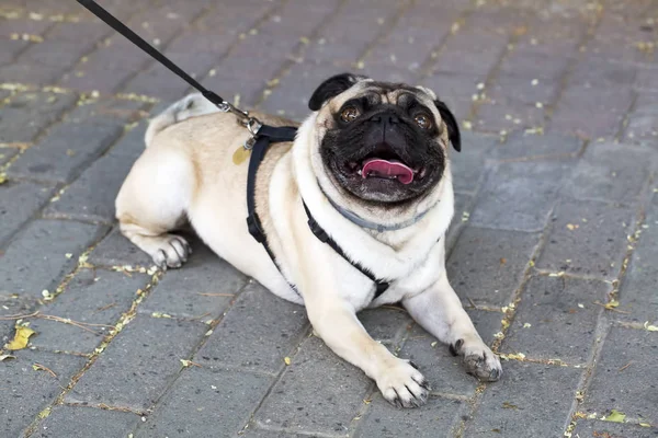 Pet Animal; cute dog in the garden