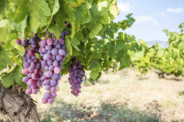 Druiven Wijngaard Landbouw Turkije Izmir Buca Wijngaarden — Stockfoto