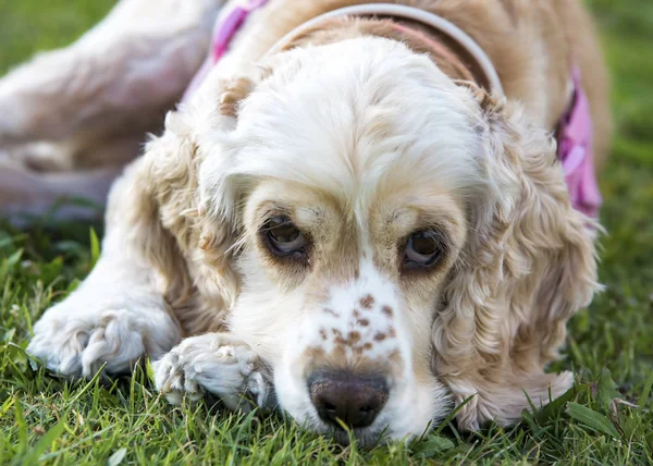 Gezelschapsdier Schattige Hond Tuin — Stockfoto