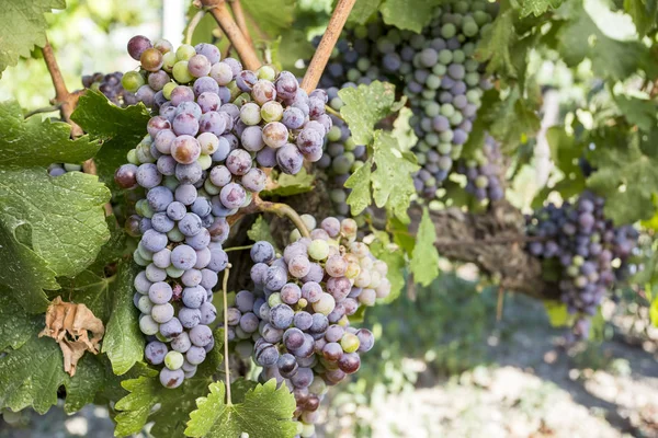 Vignoble Raisins Noirs Turquie Izmir Kavacik Vineyard — Photo