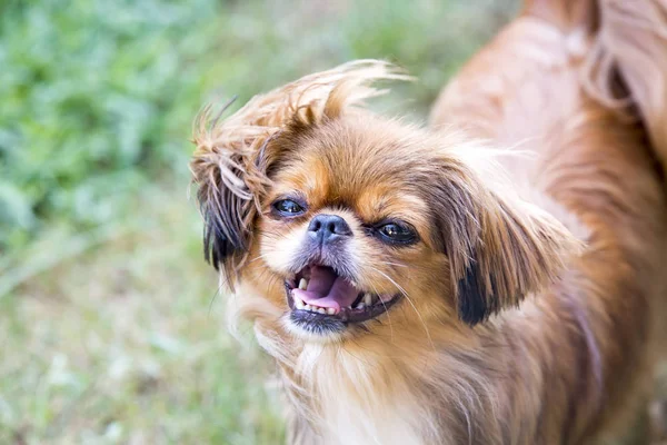 Pet Animal; cute dog in the garden