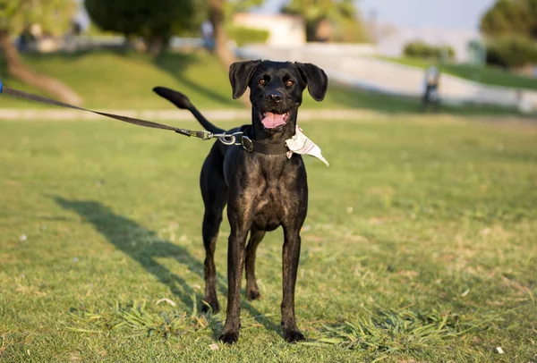 Animal Estimação Cão Bonito Jardim — Fotografia de Stock