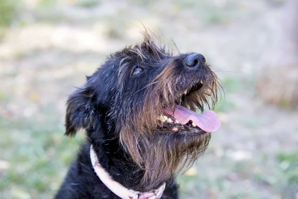 Animale Domestico Simpatico Cane Giardino — Foto Stock