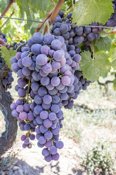 Viña Uvas Negras Turquía Izmir Kavacik Vineyard — Foto de Stock