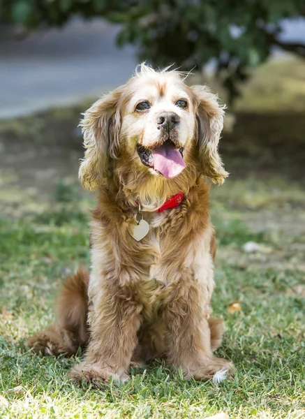 Gezelschapsdier Schattige Hond Tuin — Stockfoto