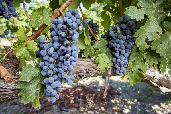 Vinha Uvas Pretas Turquia Izmir Kavacik Vineyard — Fotografia de Stock