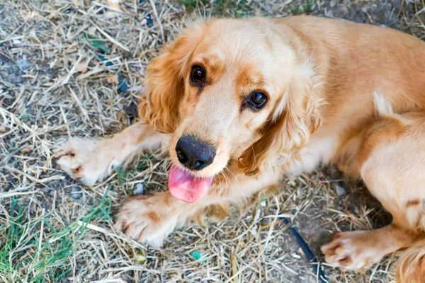 Animal Estimação Cão Bonito Jardim — Fotografia de Stock