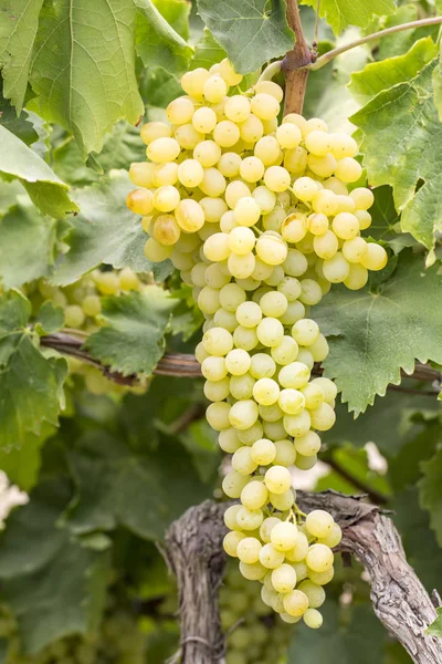 Druiven Field Wijngaard Landbouw Turkije Izmir Druiven — Stockfoto