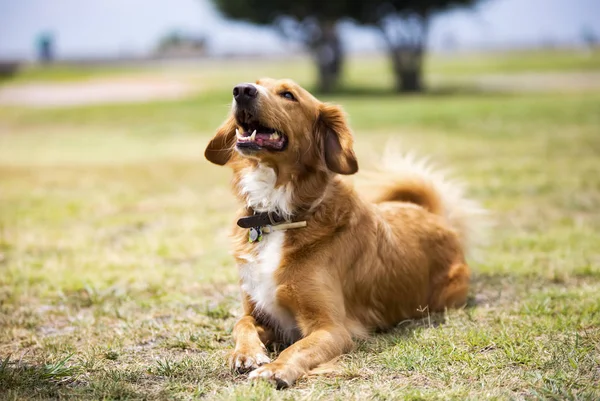 ペット動物 庭のかわいい犬 — ストック写真