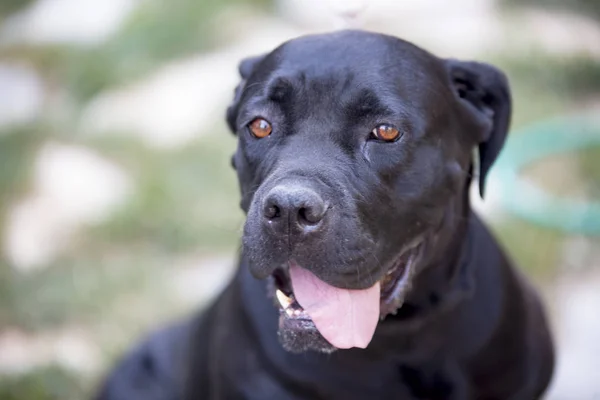 Animal Estimação Cão Bonito Jardim — Fotografia de Stock