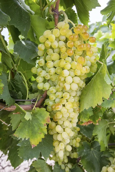 Vinha Uvas Turquia Vinhas Izmir Agricultura — Fotografia de Stock