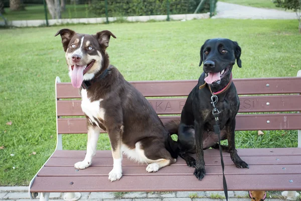 Animal Compañía Lindo Perro Jardín — Foto de Stock