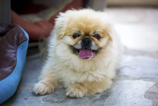 Pet Animal Cute Dog Garden — Stock Photo, Image