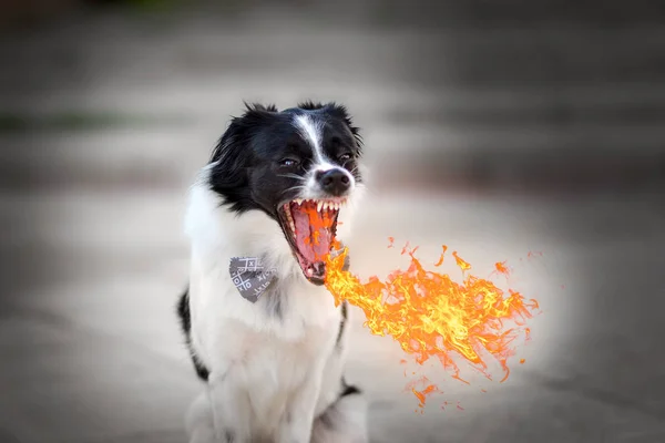 Fogo Respirando Cão Retrato — Fotografia de Stock