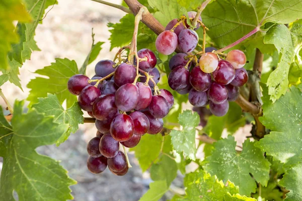 Vignoble Raisin Agriculture Turquie Izmir Buca Vignobles — Photo