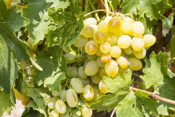 Druiven Wijngaard Turkije Izmir Buca Druiven Wijngaarden — Stockfoto