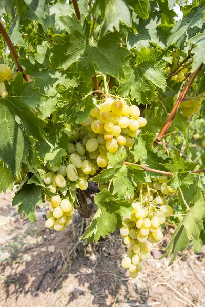 Vinha Uvas Turquia Izmir Buca Vinhas Uvas — Fotografia de Stock