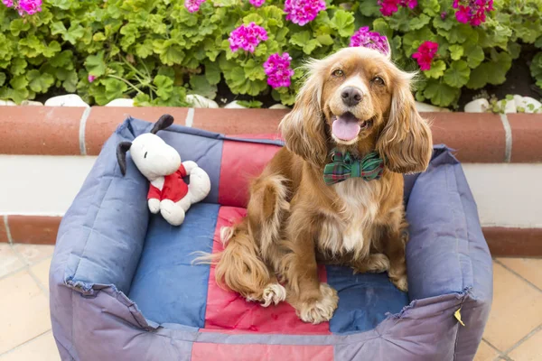 Pet Animal; cute dog in the garden