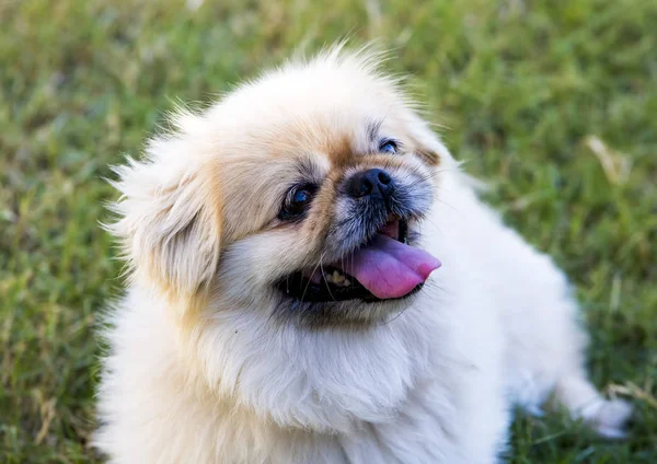 Gezelschapsdier Schattige Hond Tuin — Stockfoto