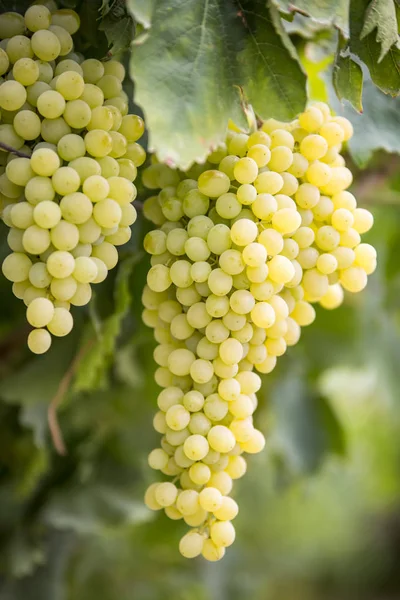 Uvas Campo Viña Agricultura Turquía Esmirna Uvas —  Fotos de Stock