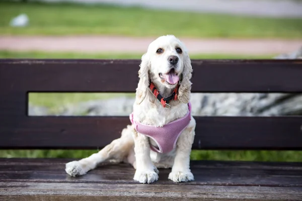 Evde Beslenen Hayvan Hayvan Sevimli Köpek Bahçede — Stok fotoğraf