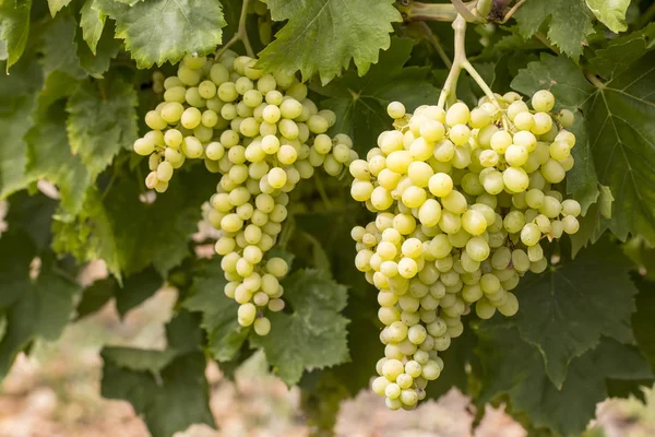 Vinha Uvas Turquia Vinhas Izmir Agricultura — Fotografia de Stock