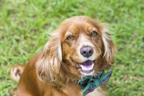 Gezelschapsdier Schattige Hond Tuin — Stockfoto