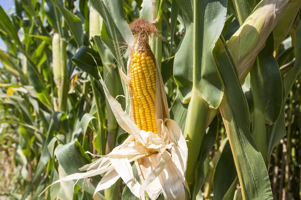 Friss Kukorica Területen Törökország Izmir Foca Mezőgazdaság — Stock Fotó