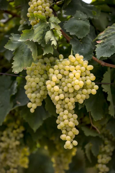 Vinha Uvas Turquia Vinhas Izmir Agricultura — Fotografia de Stock