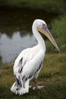 white pelican near the water