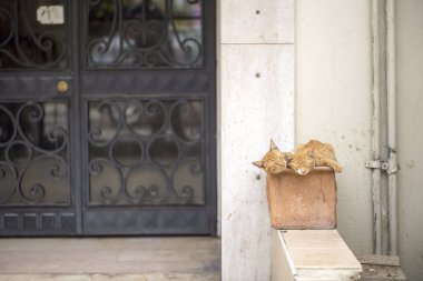 Kırmızı kediler evin ön kapısında uyuyorlar. 