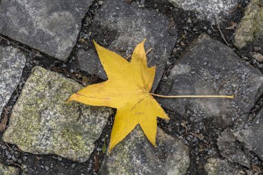 Yerde sonbahar yaprağı