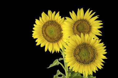 sunflowers isolated on black background