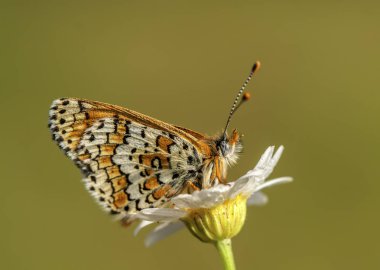 Kelebek çiçeğin üzerinde oturuyor