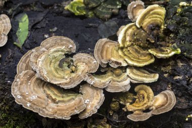 Ormanda büyüyen mantarlar