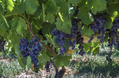 üzüm, üzüm demet