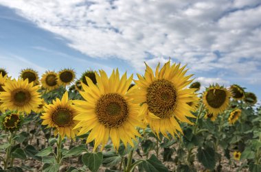 Tarlada büyüyen ayçiçekleri, yakın görüş