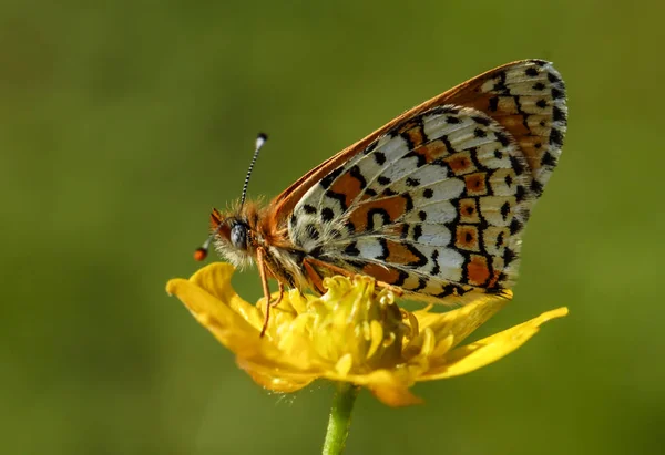 Mariposa Sentada Flor — Foto de Stock