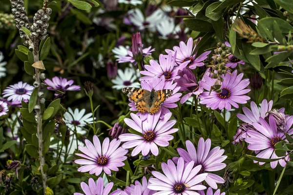 Bellissimi Fiori Viola Giardino — Foto Stock