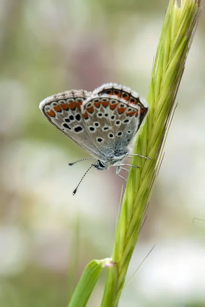 Bela Borboleta Uma Fábrica — Fotografia de Stock