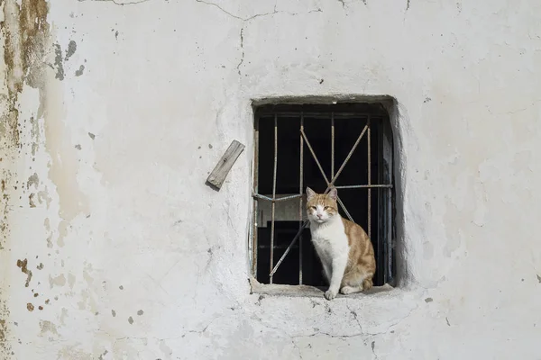 Кот Сидящий Старом Подоконнике — стоковое фото