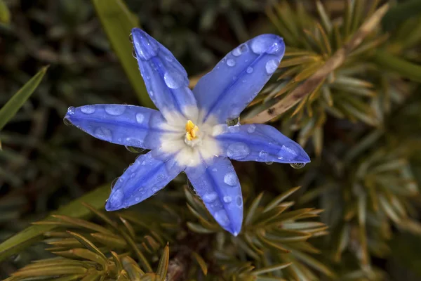 Beautiful Crocus Flowers Forest — Foto de Stock